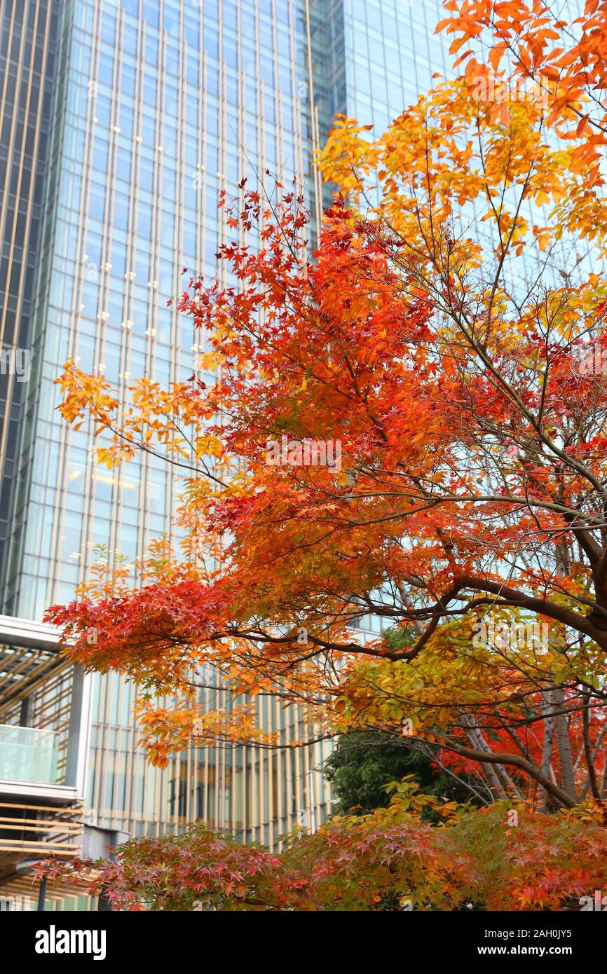 Il fogliame di autunno nella città di Tokyo - acero foglie d'arancio e di edifici per uffici di Tokyo Midtown district. Foto Stock