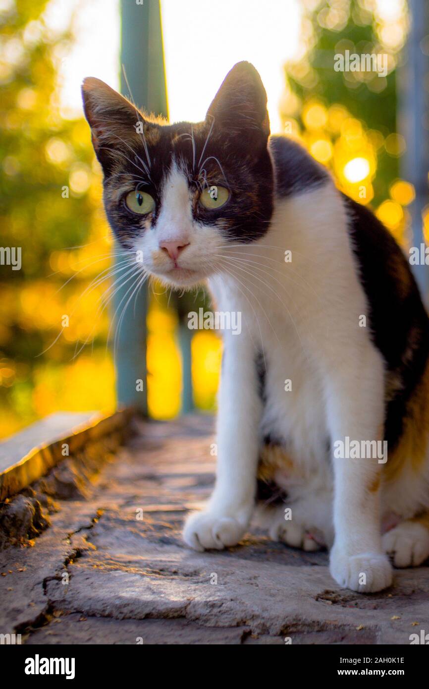 Funny sorpreso cat closeup ritratto. Maneki Neko kitty. Foto Stock