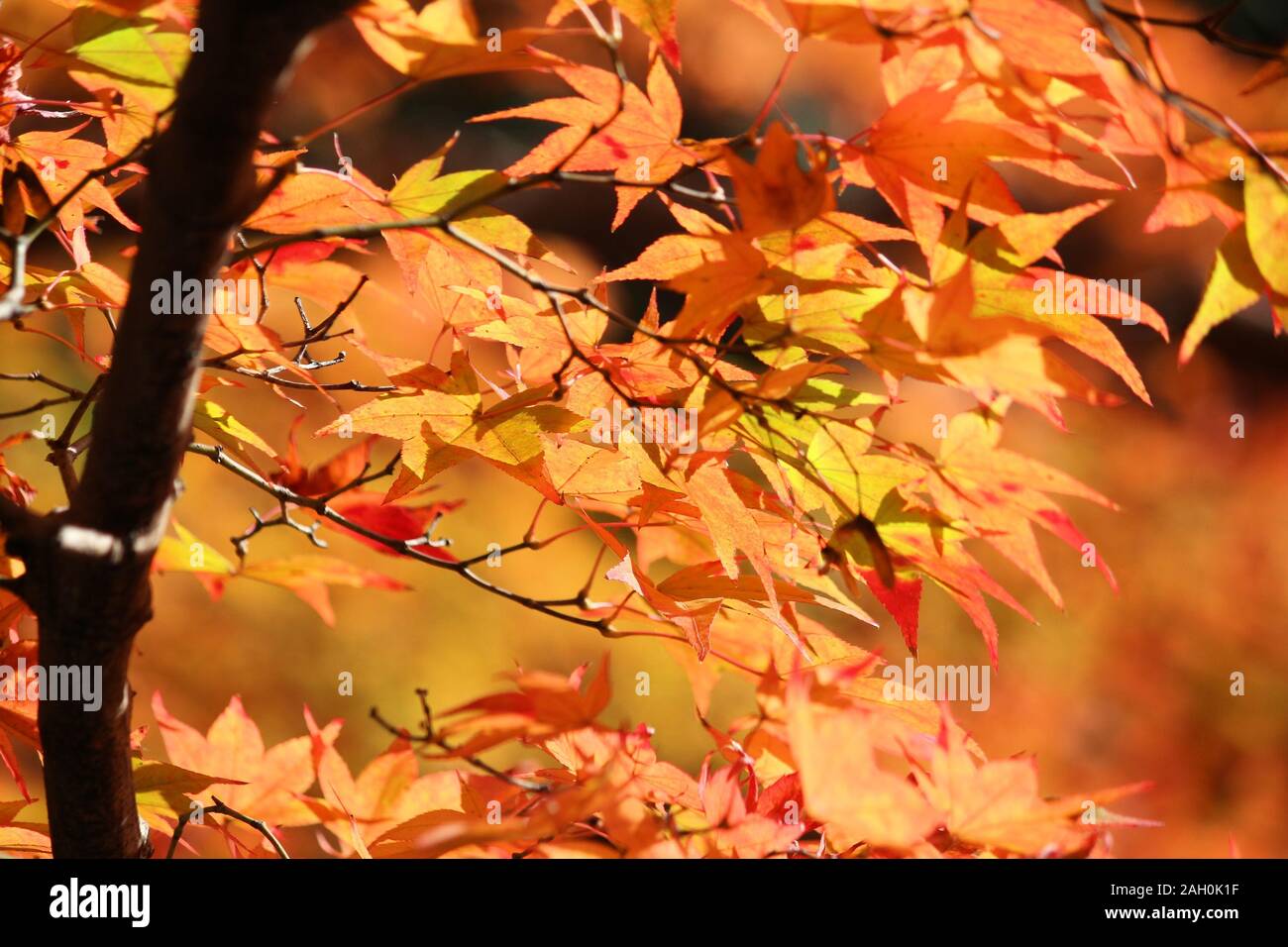 Il fogliame di autunno in Giappone. Rosso e arancio momiji foglie (acero) in Kyoto. Colorato Autunno in Giappone. Foto Stock