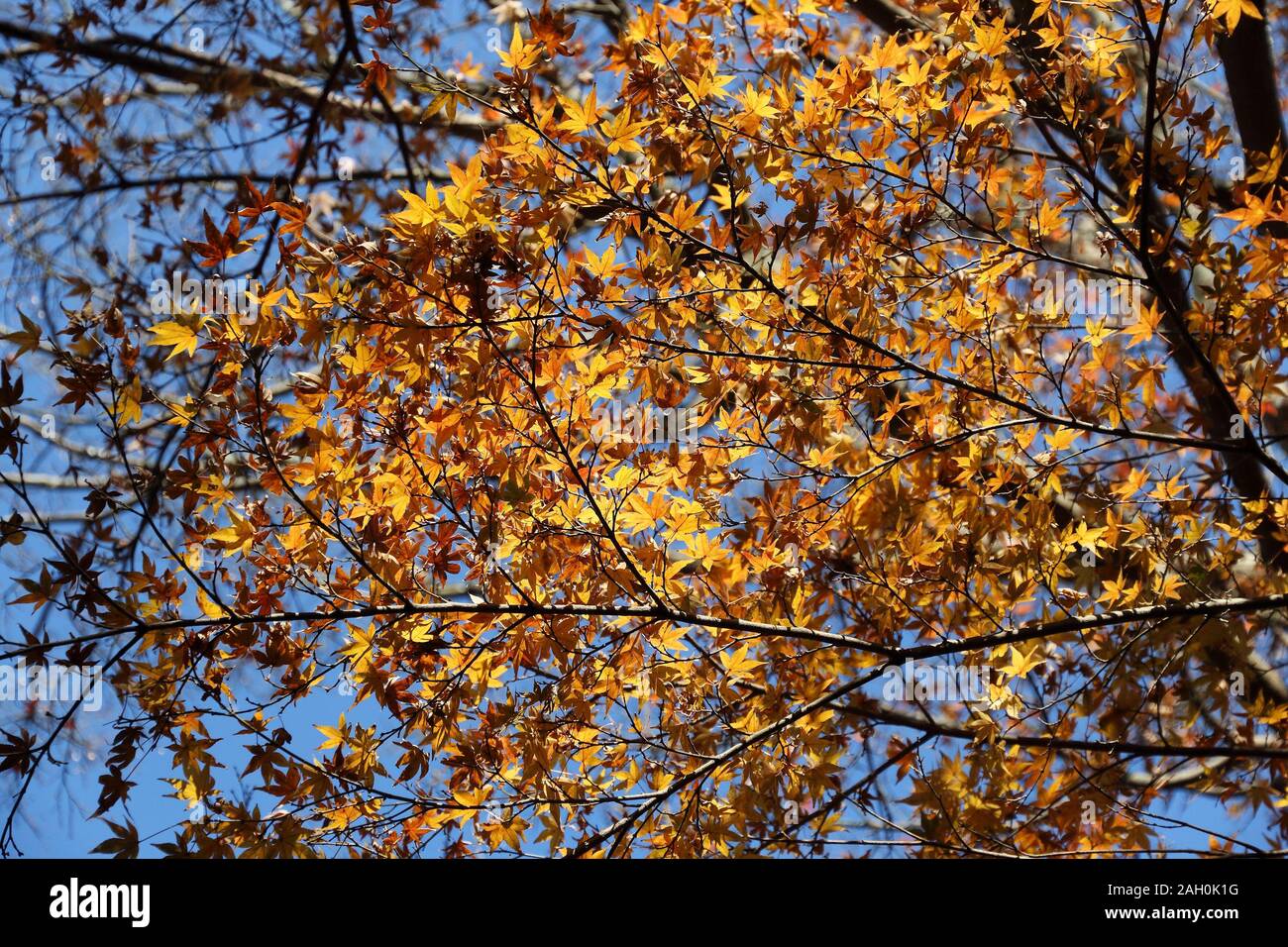 Foglie di autunno in Giappone - giallo acero foglie nel parco di Kamakura. Foto Stock