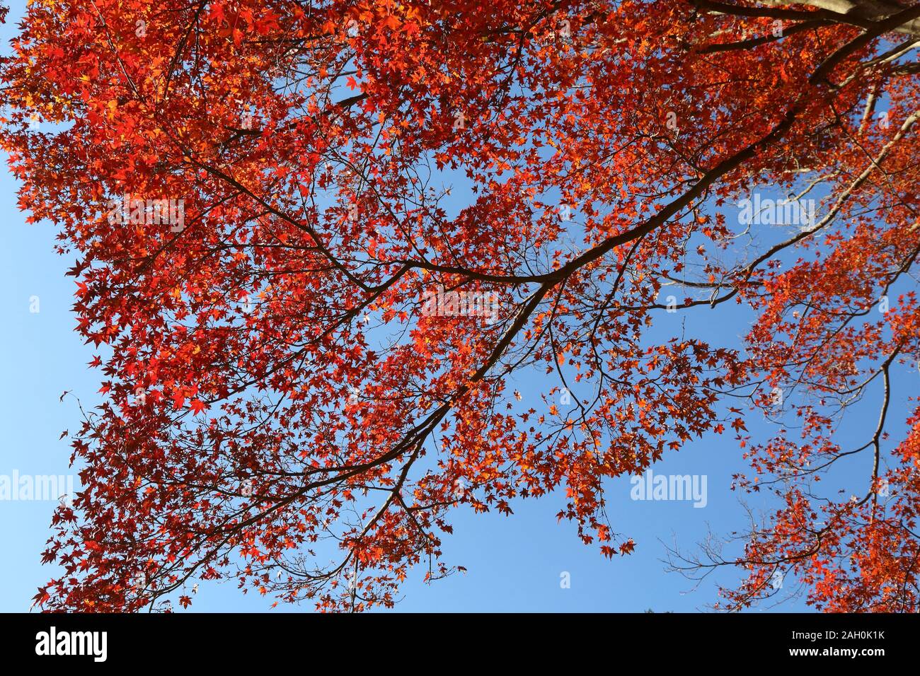 Giapponese fogliame di autunno - rosso acero foglie in un parco a Kamakura, Giappone. Foto Stock