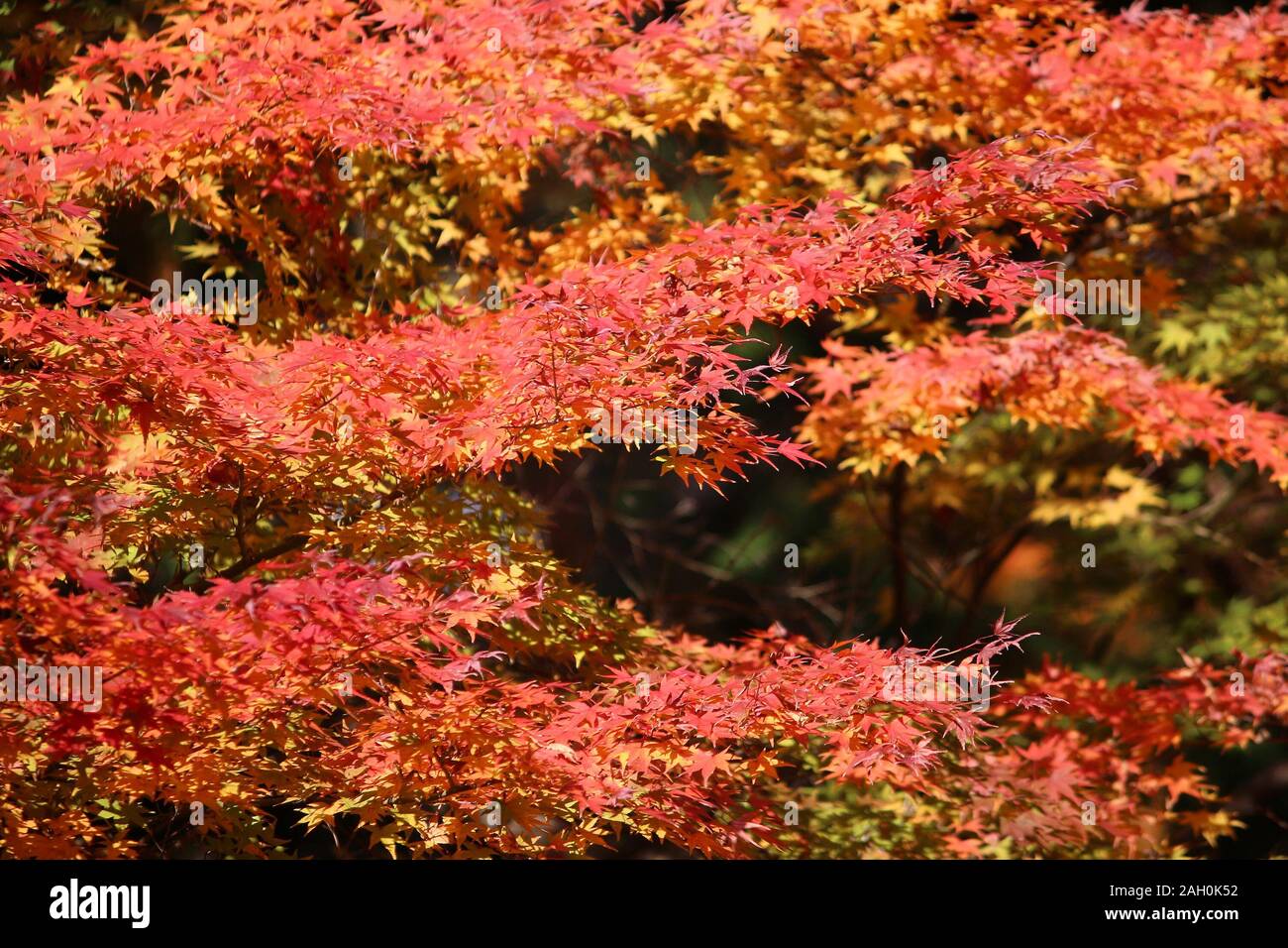 Il fogliame di autunno in Giappone - rosso e arancione momiji foglie (acero) in Kyoto. Foto Stock