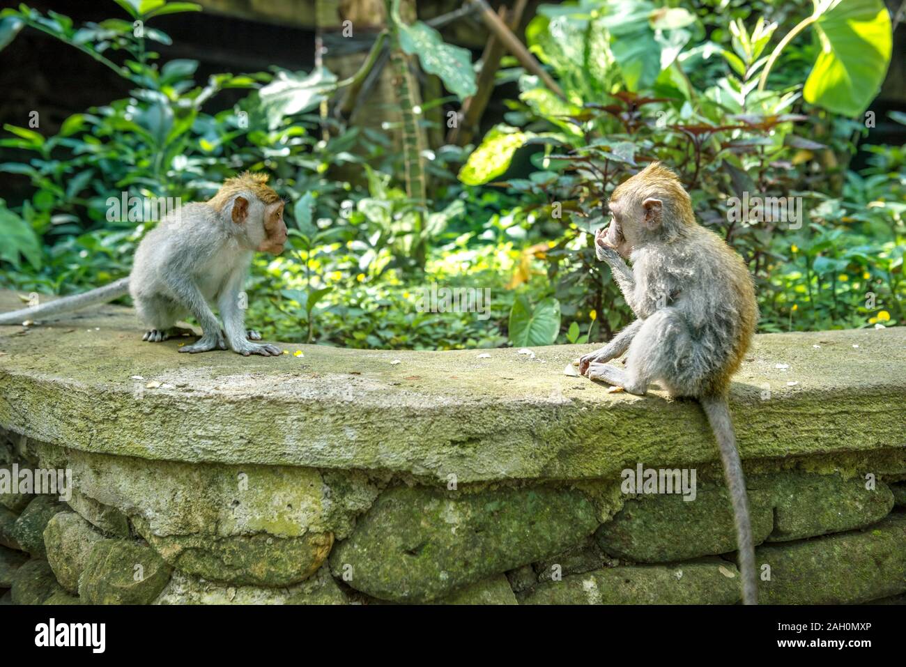 Due lunghe Balinese-tailed monkey kids (Macaca fascicularis) sulla Monkey Forest, Ubud. Bali Indonesia Foto Stock