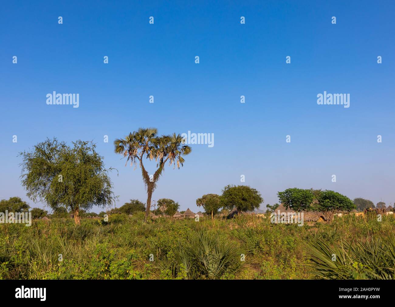 Tradizionale tribù Mundari villaggio con doum palme, Equatoria centrale, Terekeka, sud Sudan Foto Stock