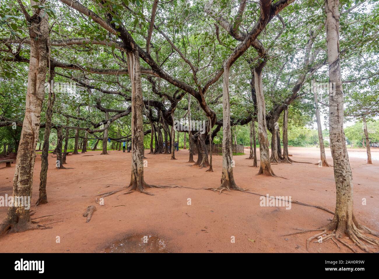 Giant Banyan Tree ad Auroville, India del Sud Foto Stock