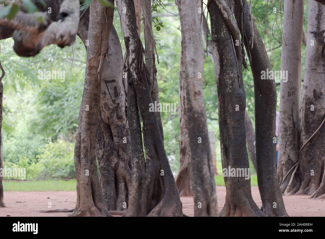 Radici aeree di gigante Banyan Tree rivolta alla nuova struttura deriva in Auroville, India del Sud Foto Stock