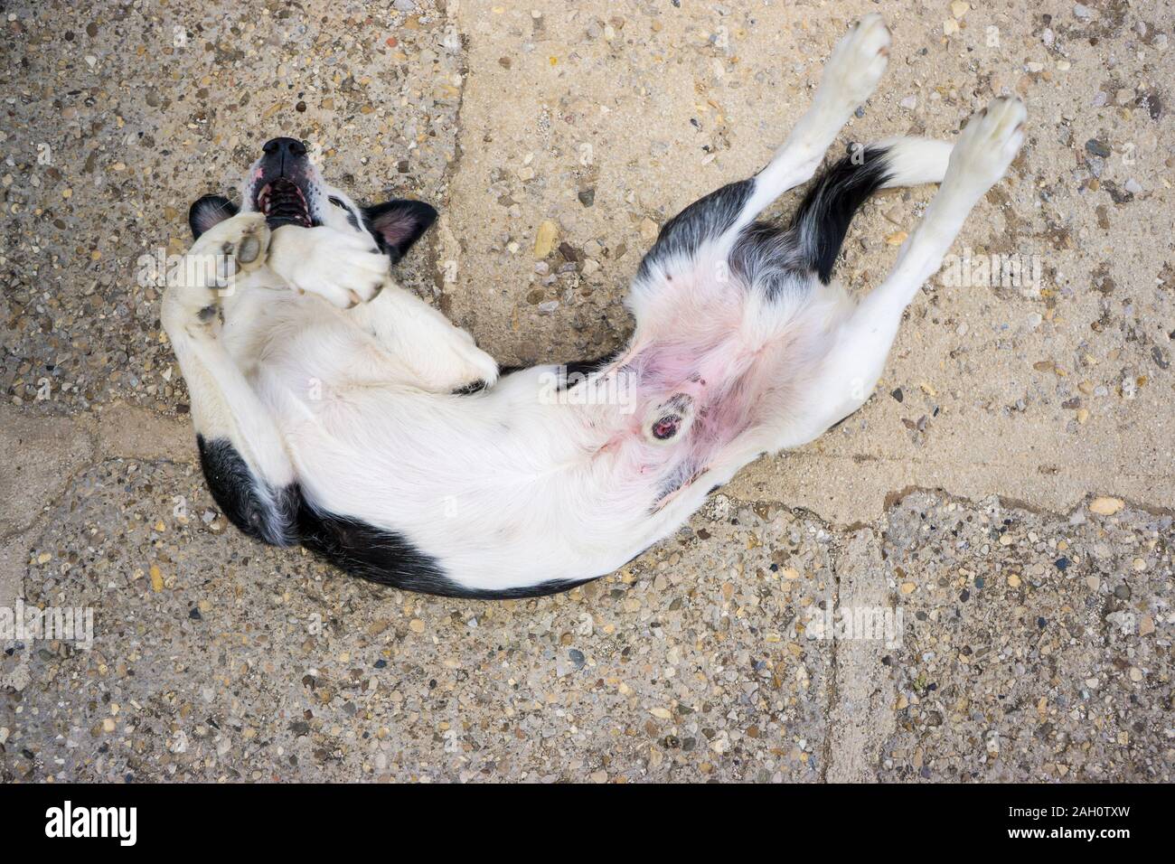 Rulli del cane sul pavimento Foto Stock