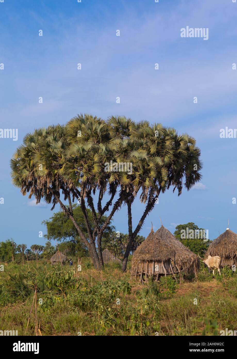 Tradizionale tribù Mundari villaggio con doum palme, Equatoria centrale, Terekeka, sud Sudan Foto Stock