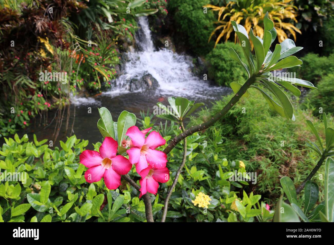 Guadalupa - Caraibi destinazione di vacanza. Il giardino botanico di Deshaies. Foto Stock
