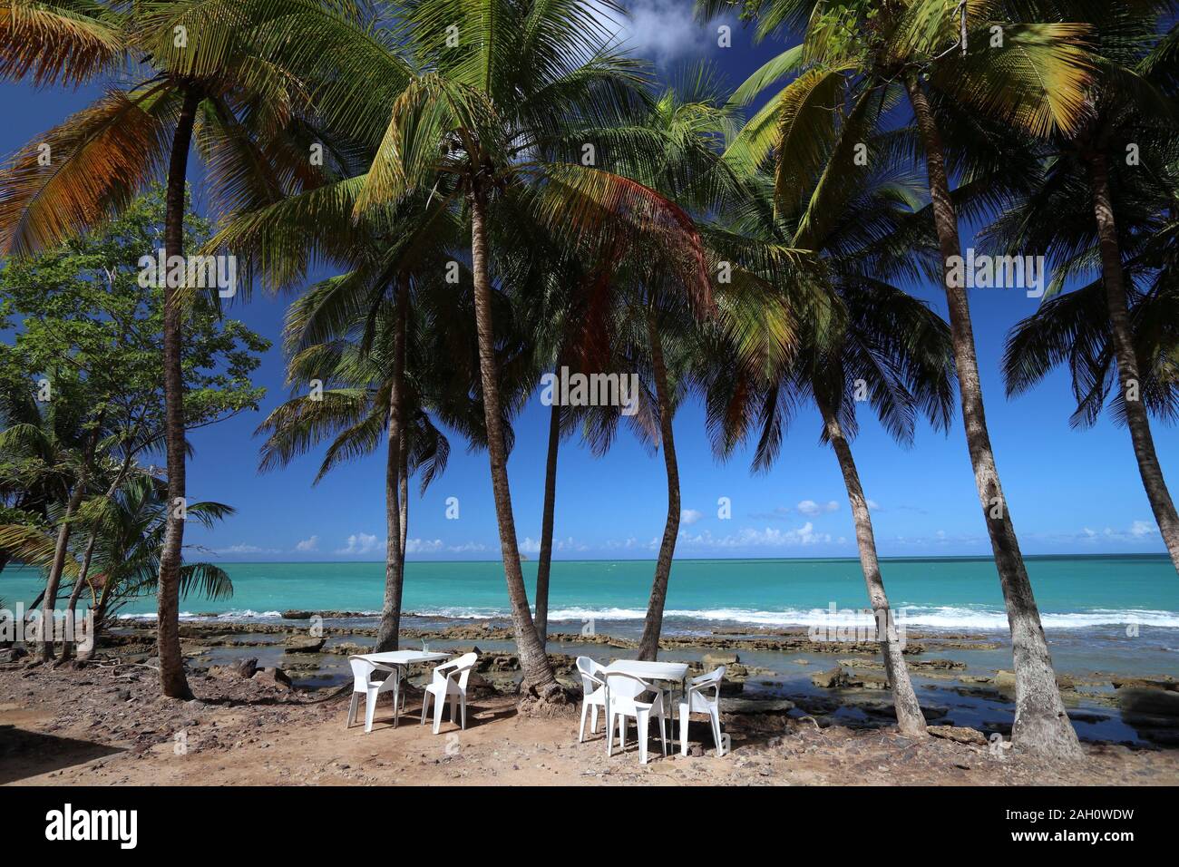 Guadalupa costa con alberi di palma. Per una vacanza nei Caraibi paesaggio. Clugny Beach (Plage de Clugny). Foto Stock