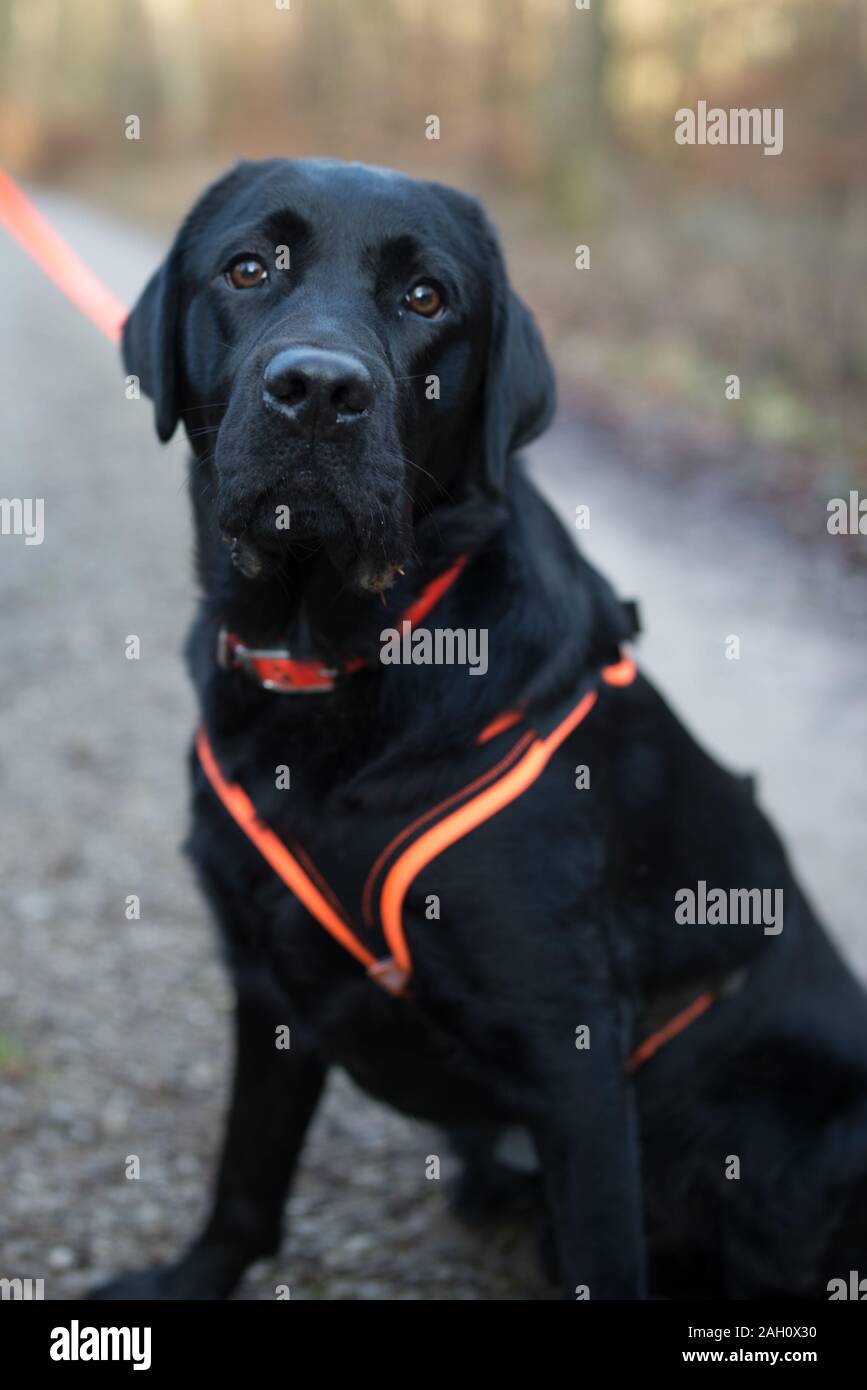 Giovane maschio nero Labrador Retriever all aperto in autunno Foto Stock