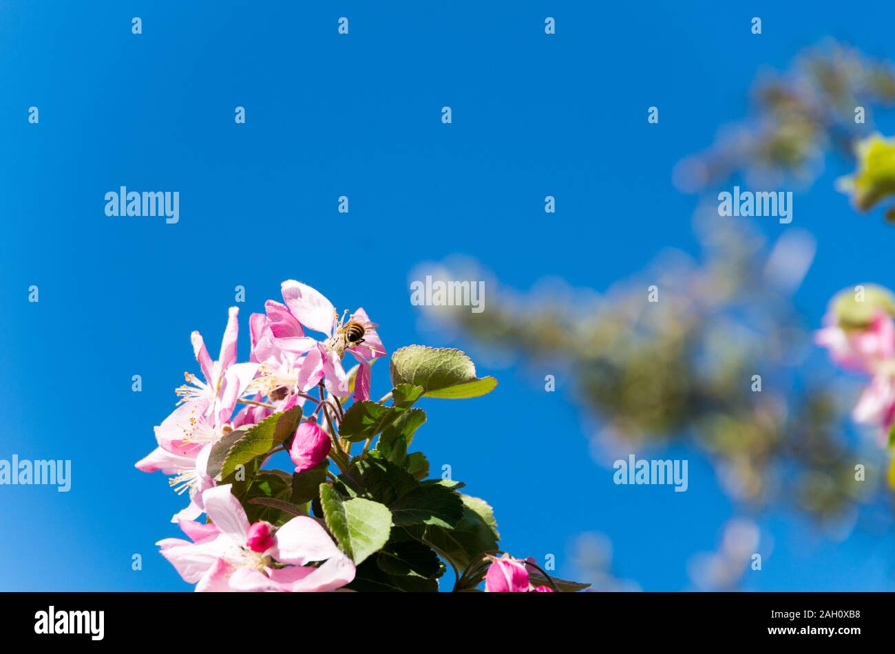 Bellissimi fiori rosa su di un blu limpido giorno essere impollinate dalle api come essi buzz intorno Foto Stock