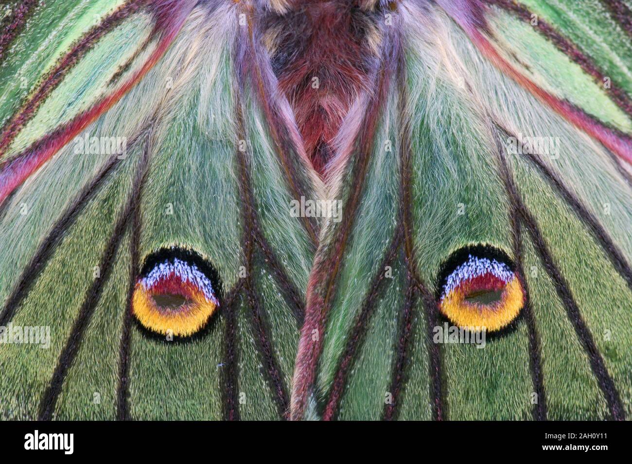 Lo spagnolo Luna Moth (Graellsia isabellae) Macrofotografia di hindwing eyespots/falsi gli occhi. Foto Stock