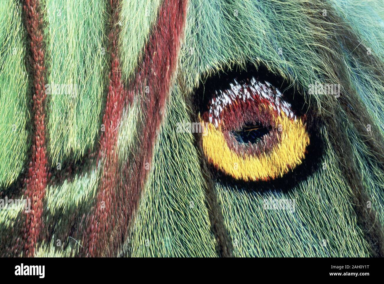 Lo spagnolo Luna Moth (Graellsia isabellae) foto astratte di hindwing eyespot e il bordo inferiore del forewing. Foto Stock