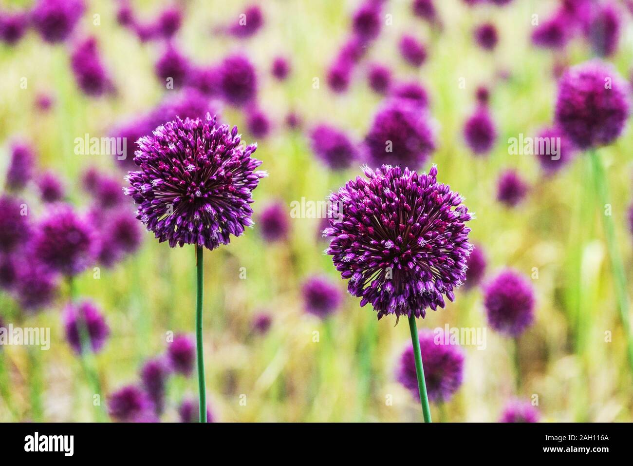 Allium hollandicum 'sensazione viola' bokeh sensazione viola allio Foto Stock