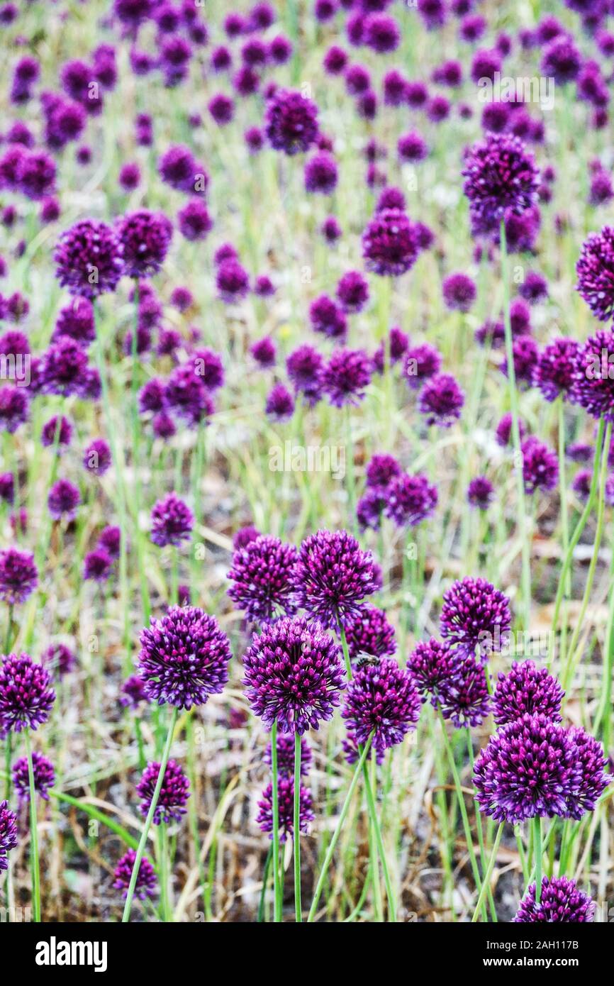 Allium hollandicum "sensazione di porpora viola' garden Foto Stock