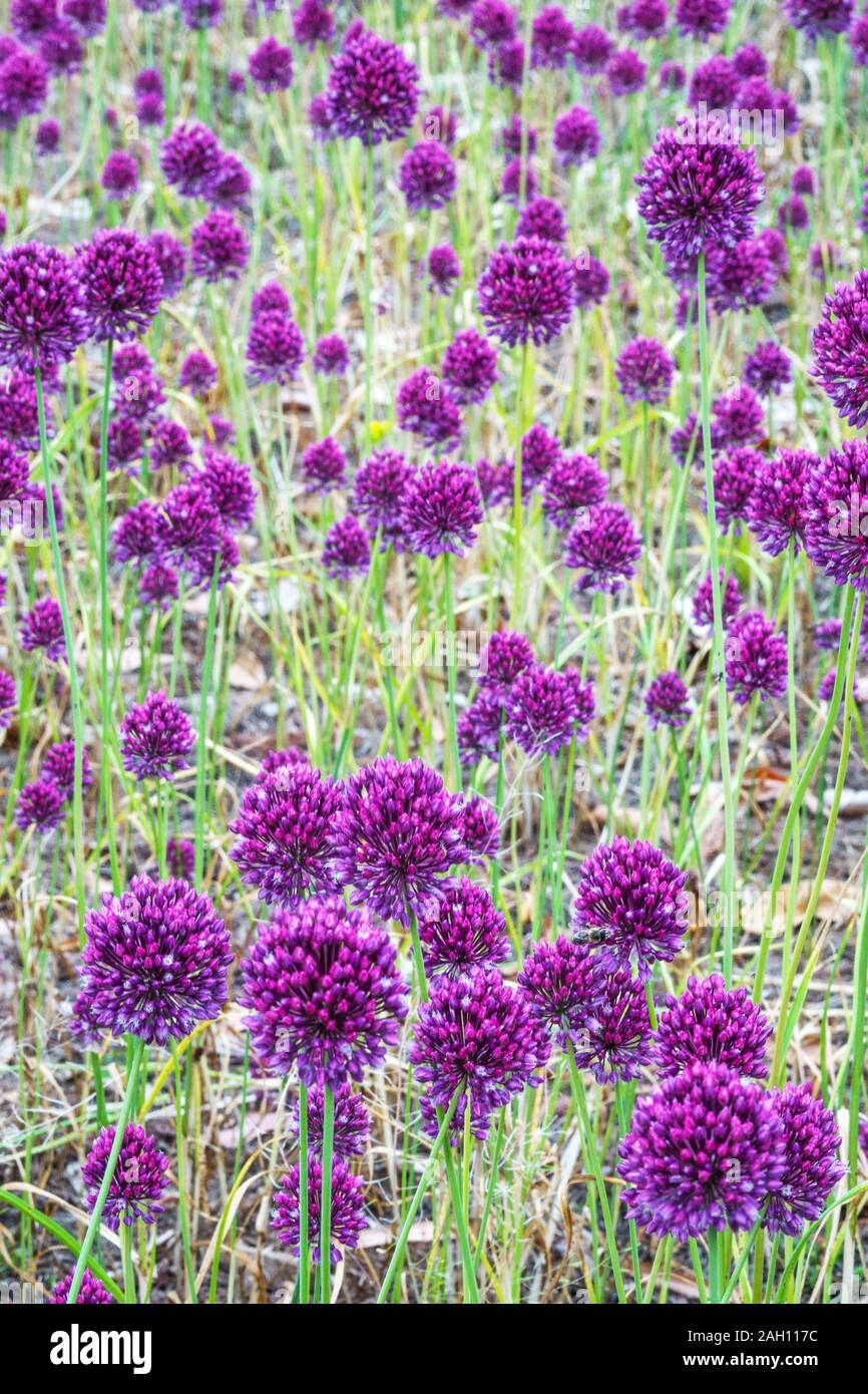 Allium Hollandicum 'sensazione viola' fiori Germania Foto Stock