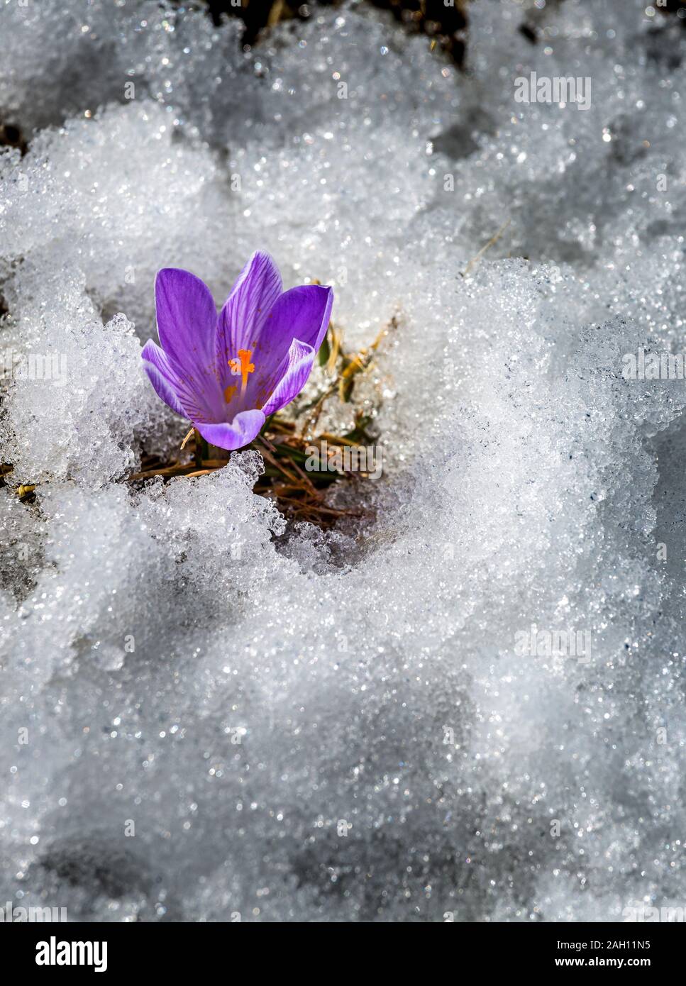 Primo crocus fiorisce in snow ice Foto Stock