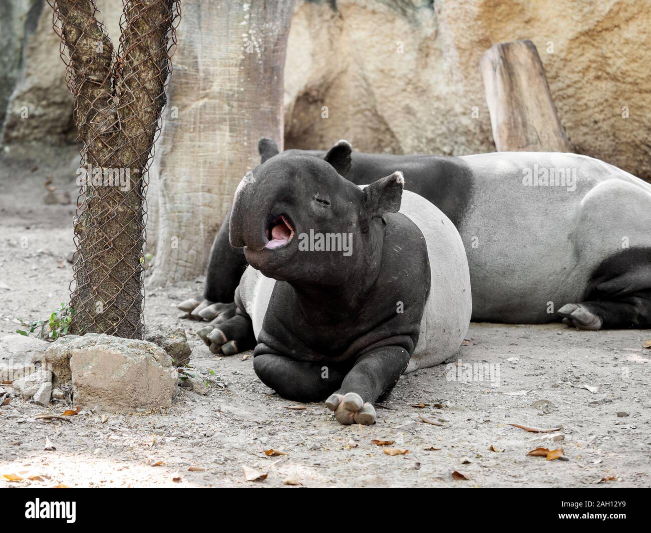 Simpatico Momento di tapiro: la malese è sbadigli Foto Stock