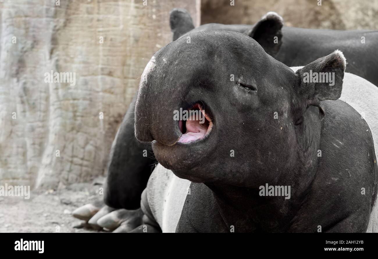 Simpatico Momento di tapiro: la malese è sbadigli Foto Stock