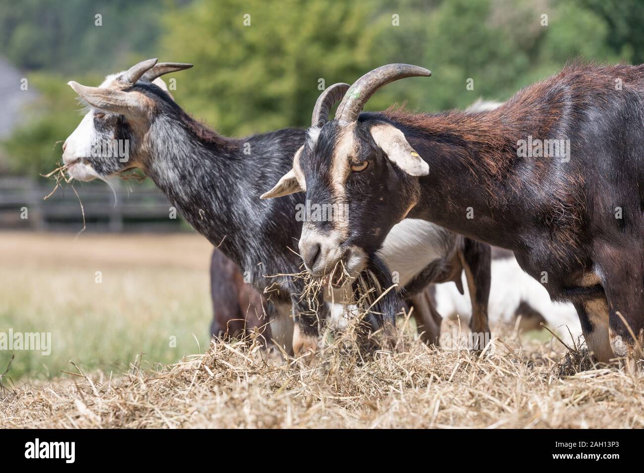 Due capre di nero di mangiare la paglia Foto Stock