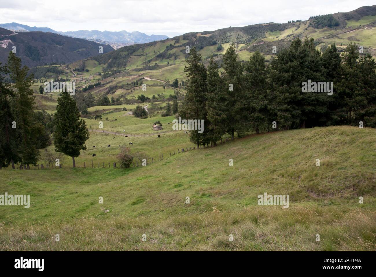 Terra di pascolo in alto Ande dell Ecuador. Weideland im Hochland der Anden in Ecuador. Foto Stock