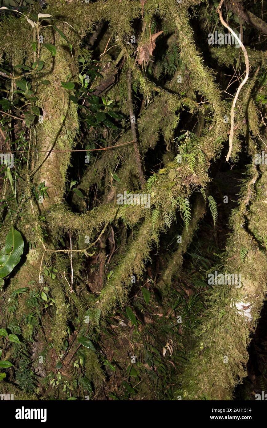 Lichen nella foresta primeval nel Parco Nazionale tropicale di Podocarpus nelle Ande a 3000 metri sul livello del mare in Ecuador. Foto Stock