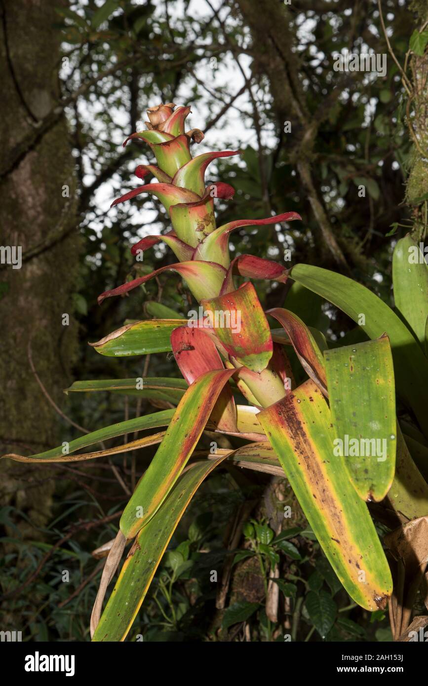 Epifita che cresce nella foresta primordiale nel Parco Nazionale tropicale di Podocarpus nelle Ande a 3000 metri sul livello del mare in Ecuador. Foto Stock