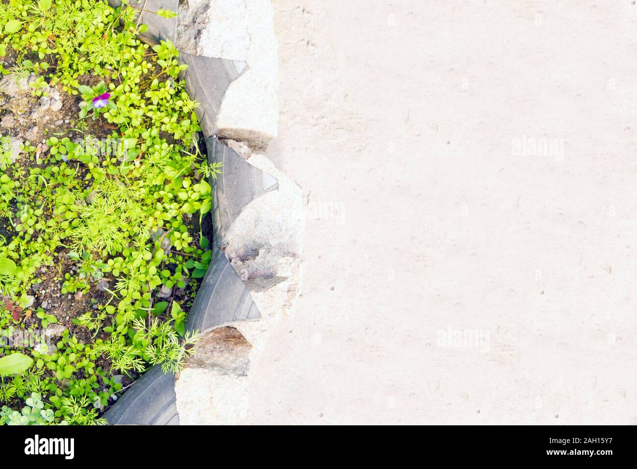 Ochitan, Sedum, foraggio e altre piante verdi in vaso da pneumatici Foto Stock