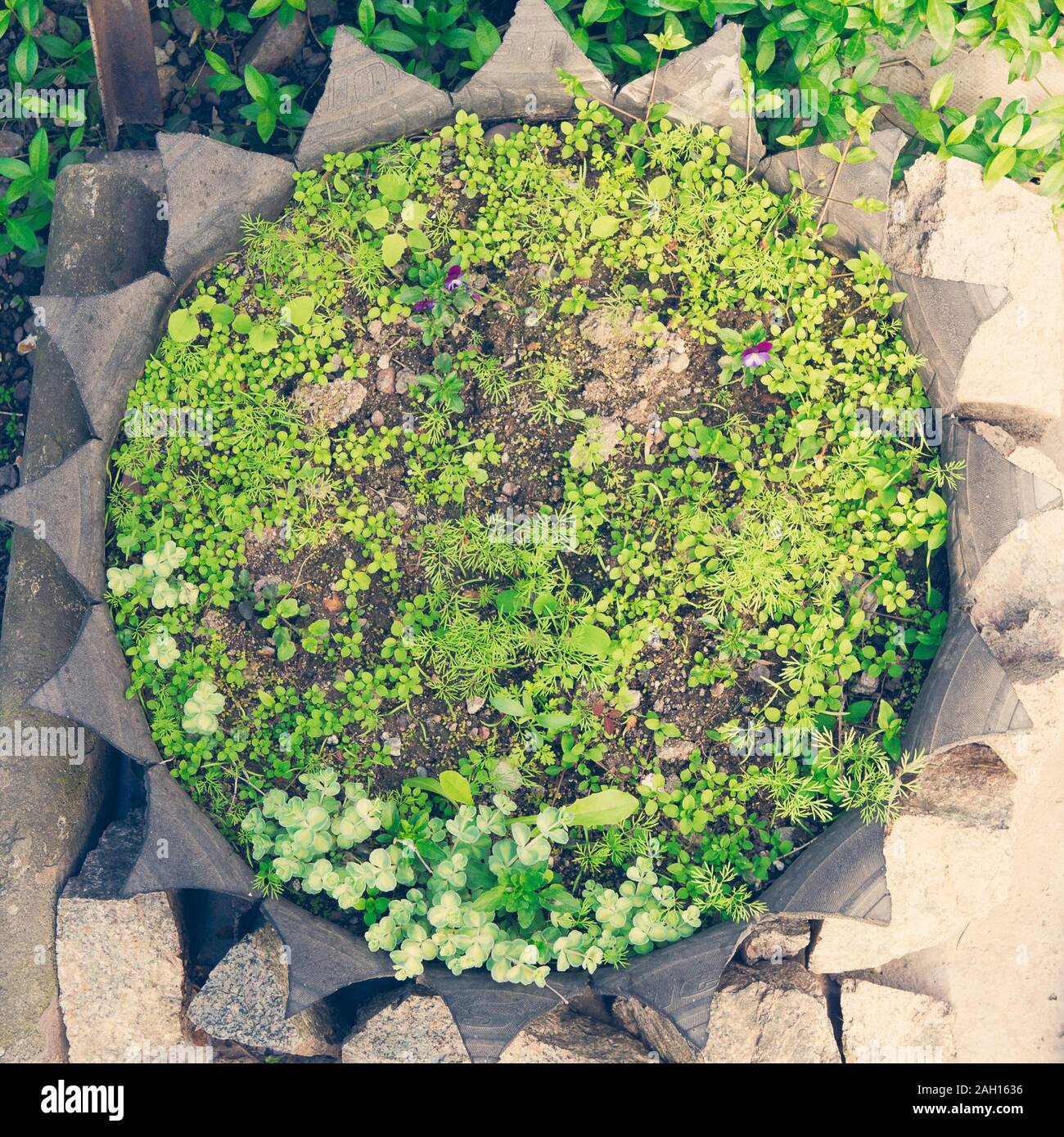 Ochitan, Sedum, foraggio e altre piante verdi in vaso da pneumatici Foto Stock