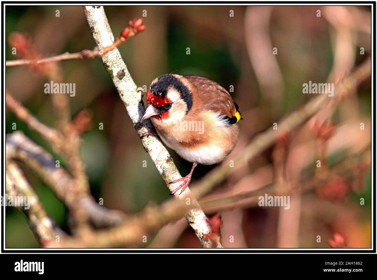 Cardellino, Carduelis carduelis Foto Stock