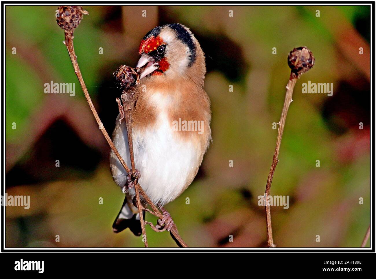 Cardellino, Carduelis carduelis Foto Stock