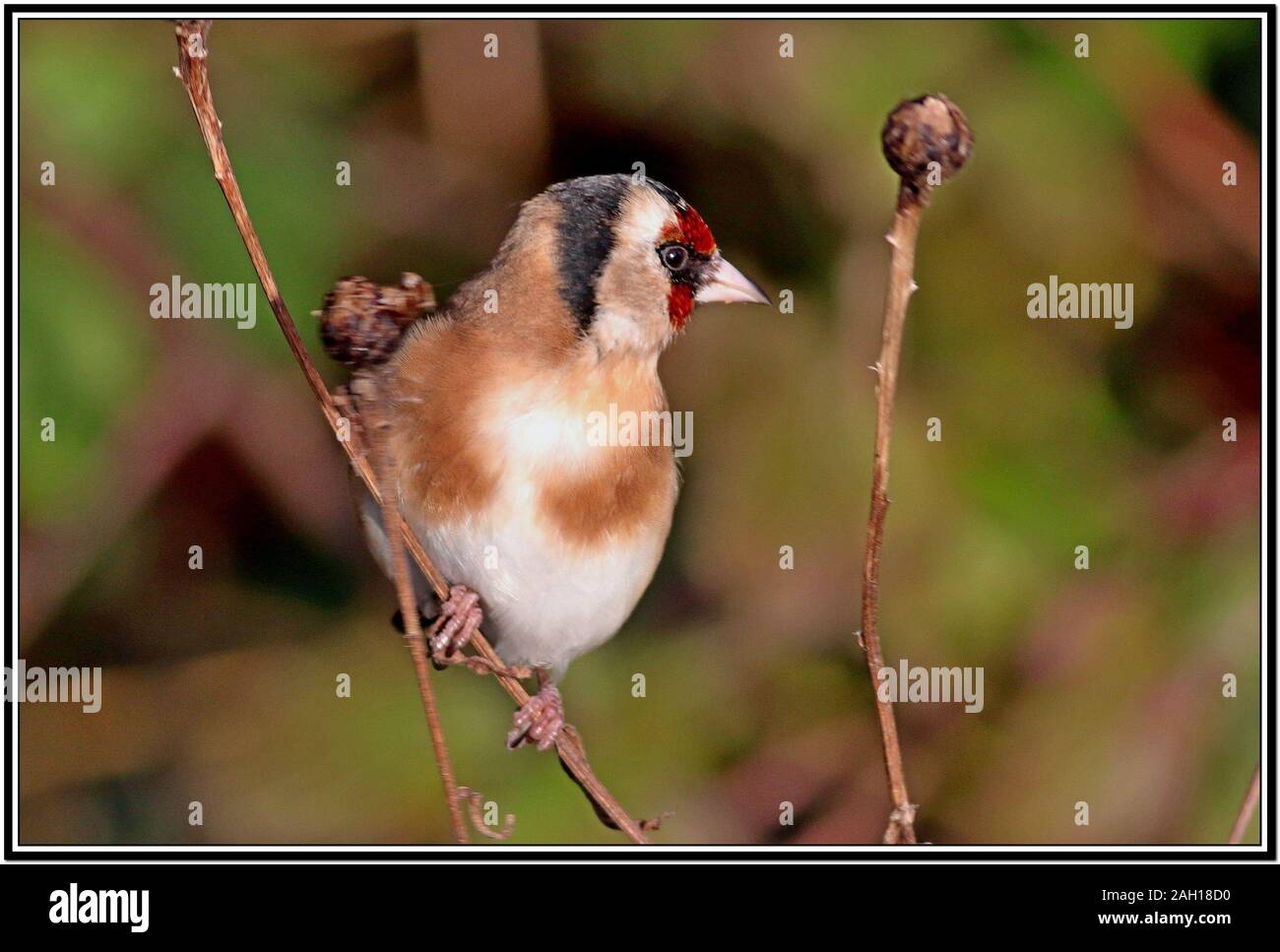 Cardellino, Carduelis carduelis Foto Stock