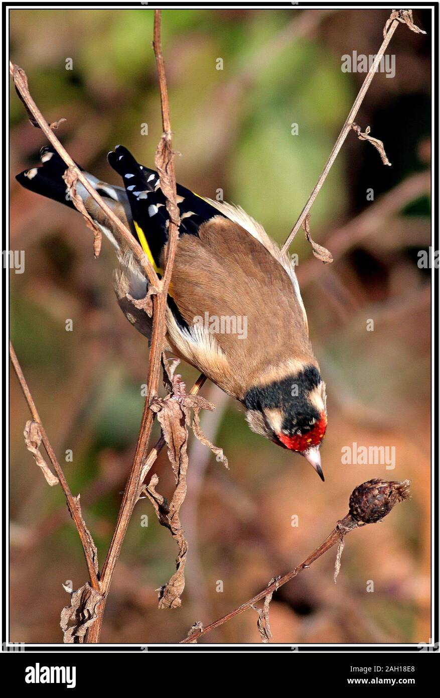 Cardellino, Carduelis carduelis Foto Stock