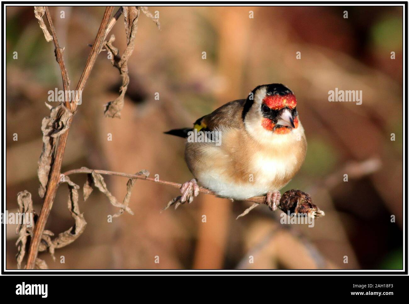 Cardellino, Carduelis carduelis Foto Stock