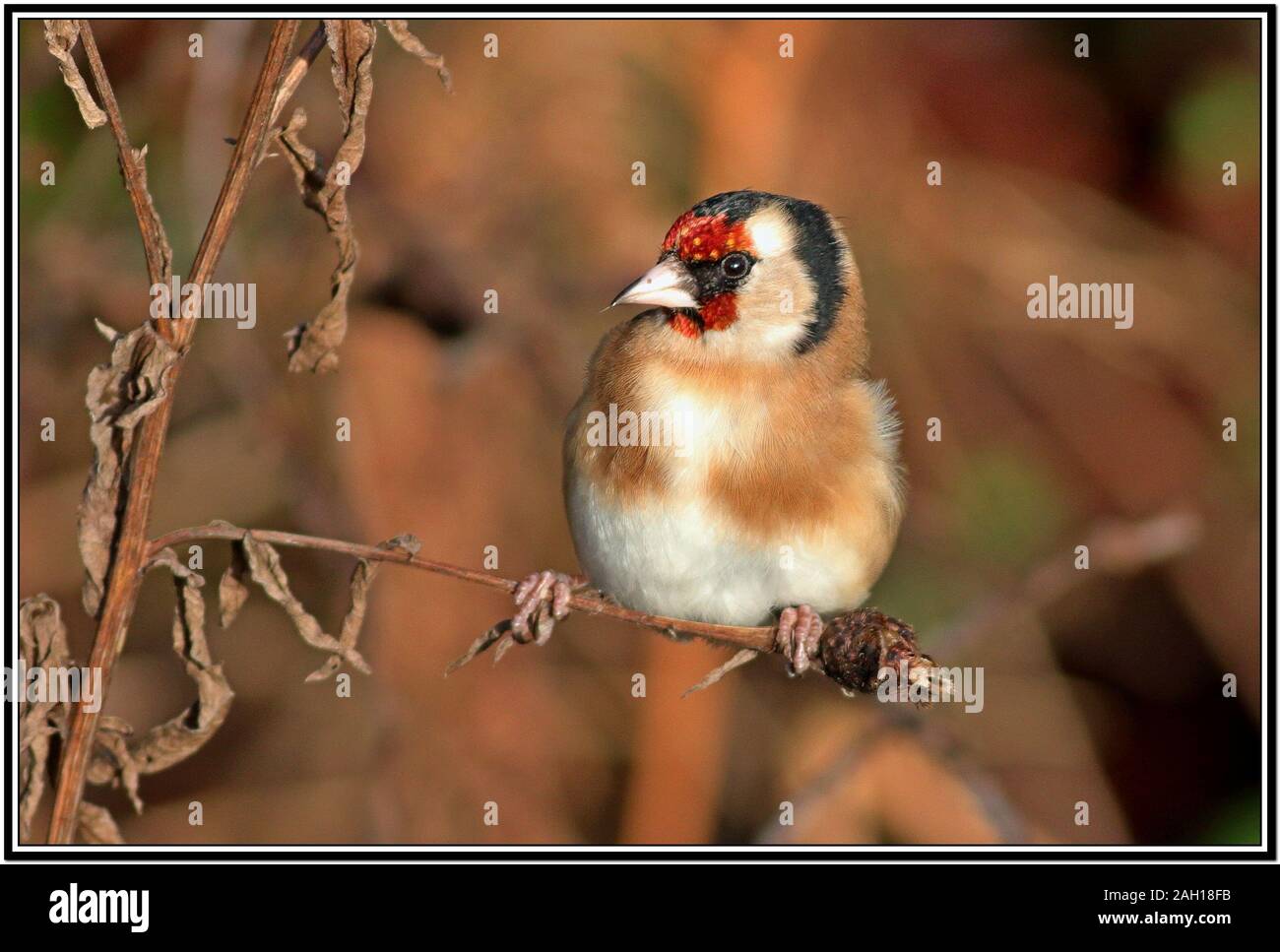 Cardellino, Carduelis carduelis Foto Stock