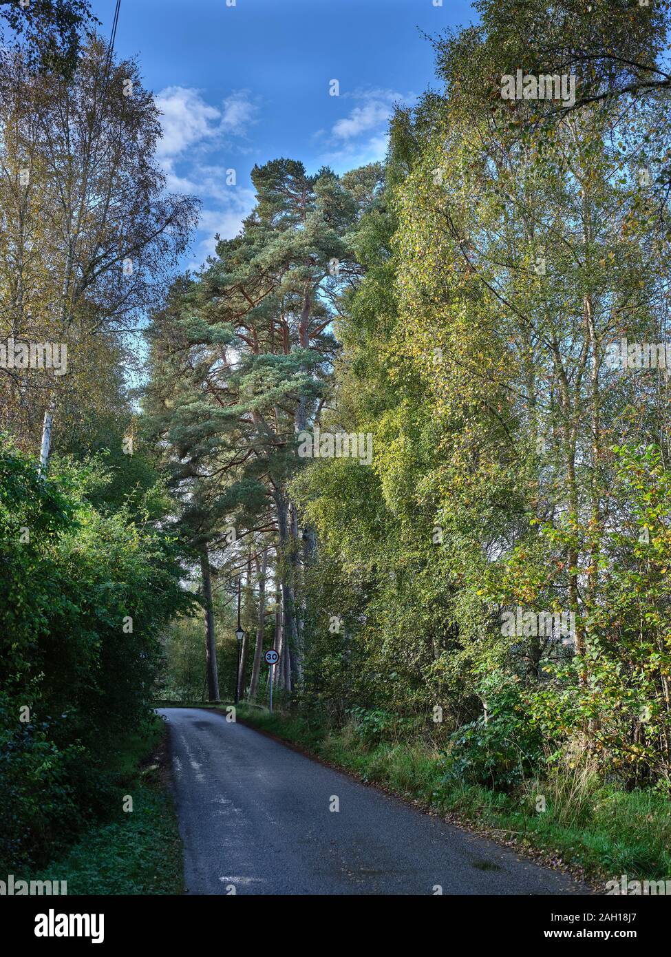 Soleggiato autunno Betulla linea la strada per il villaggio di Tomich. 27/09/19 Foto Stock