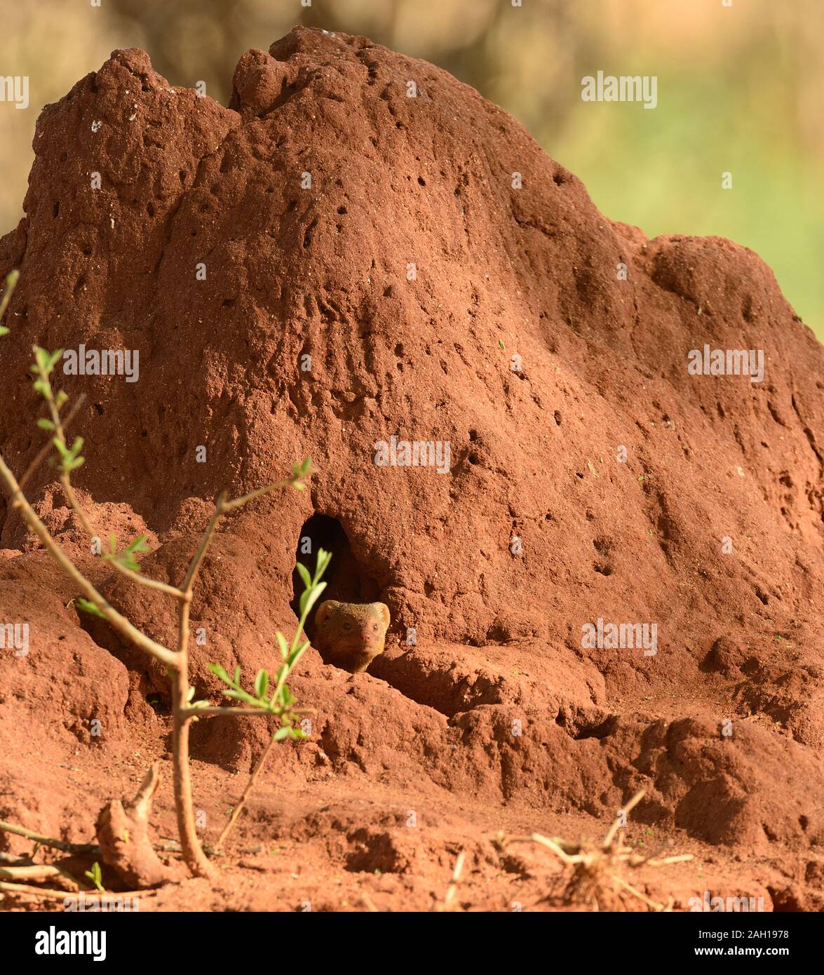 Nana comune Mongoose lkiving in un tumulo termite Foto Stock