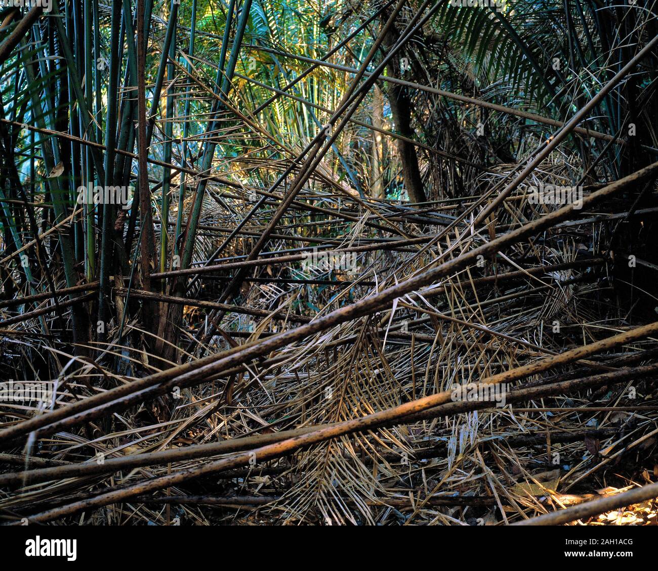 All'interno della foresta pluviale, Templer Park, Malaysia. Foto Stock