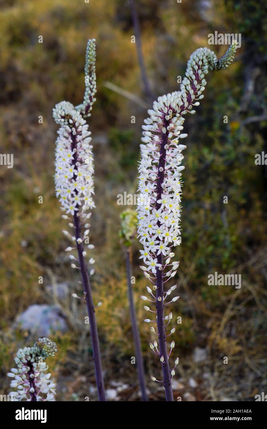 Sea Squill (Drimia maritima) al Fanari Beach, Argostoli, Cefalonia, Isole Ionie, Grecia Foto Stock