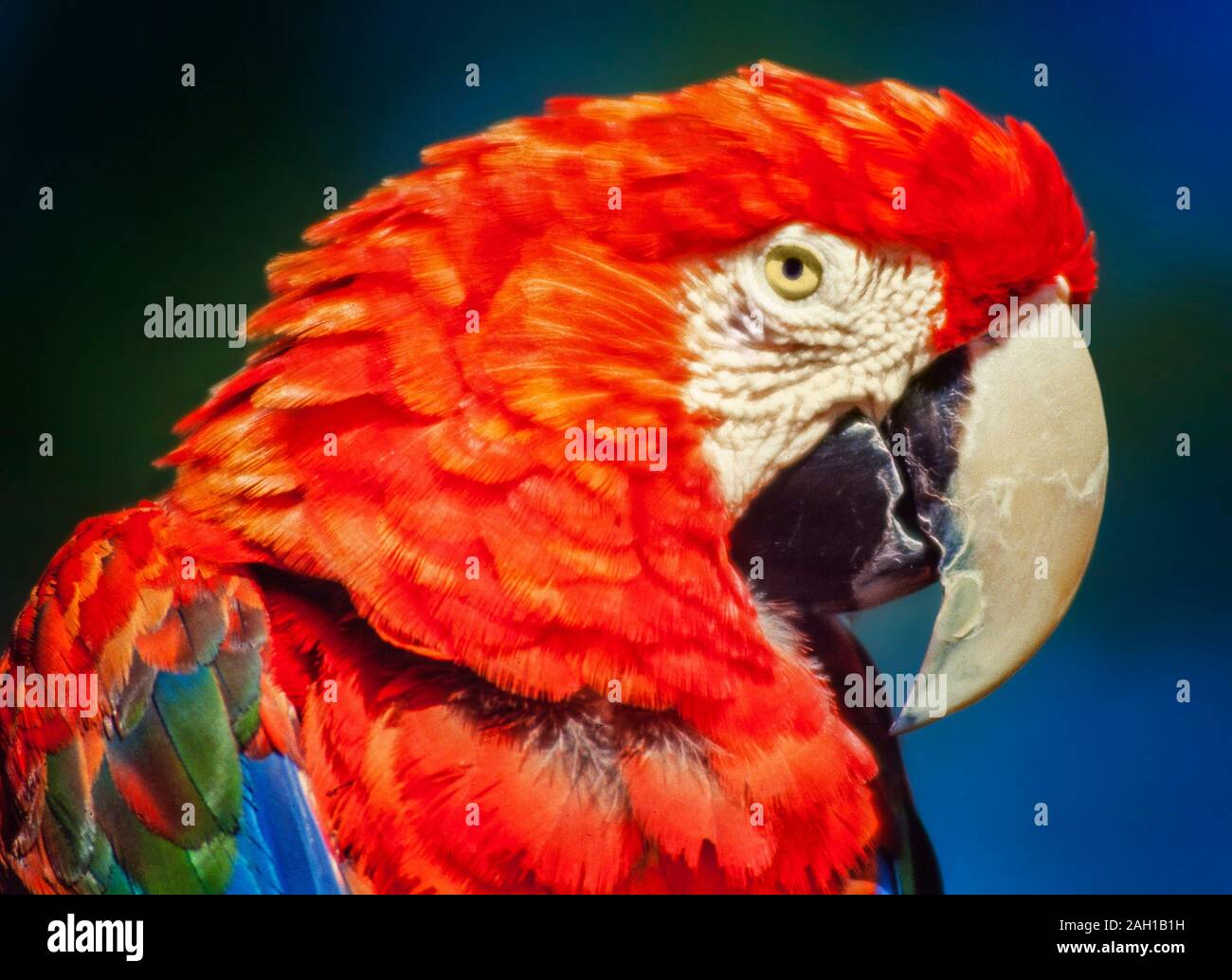 Scarlet Macaw, Ara macao Foto Stock