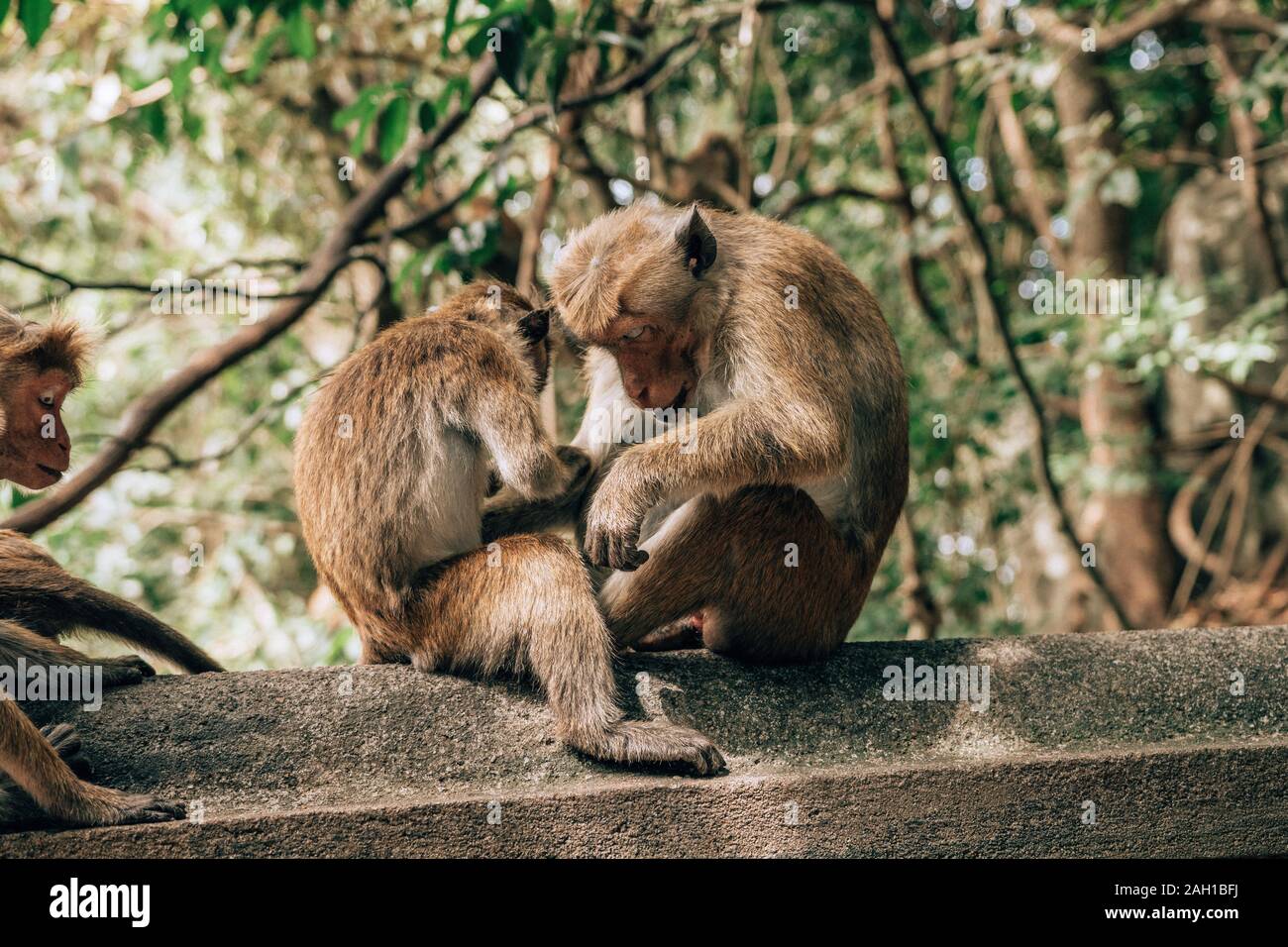 scimmie del bambino in india Foto Stock