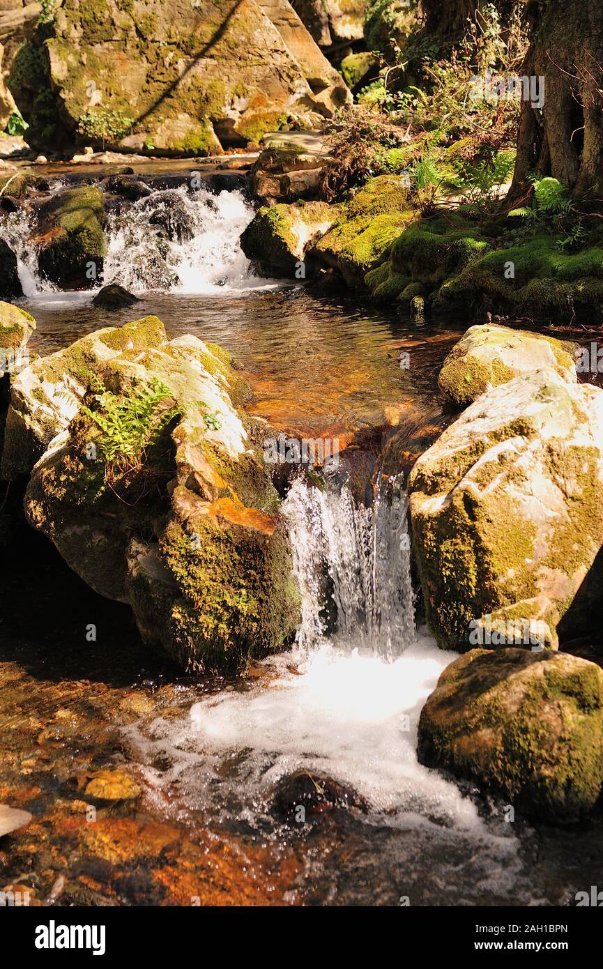 Rapids su acqua chiara creek. Foto Stock