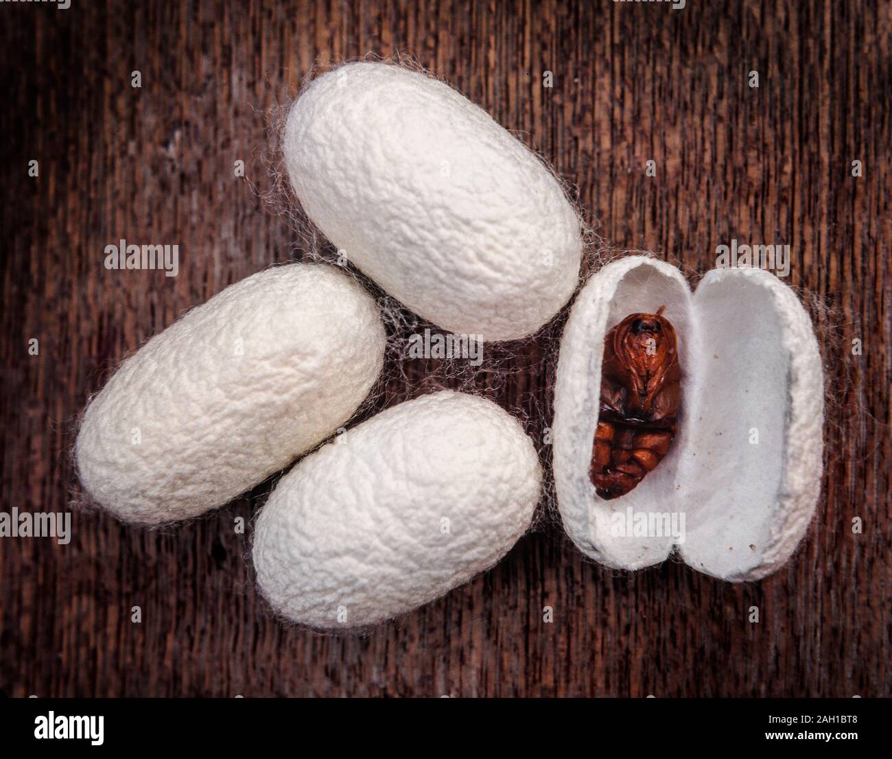 Silkworm, bozzoli con sviluppo di adulto, Bombice mori, che la seta fu scoperta C. 2700 BC. Alcuni bozzoli di thread in attesa fino a 500m di lunghezza. Foto Stock