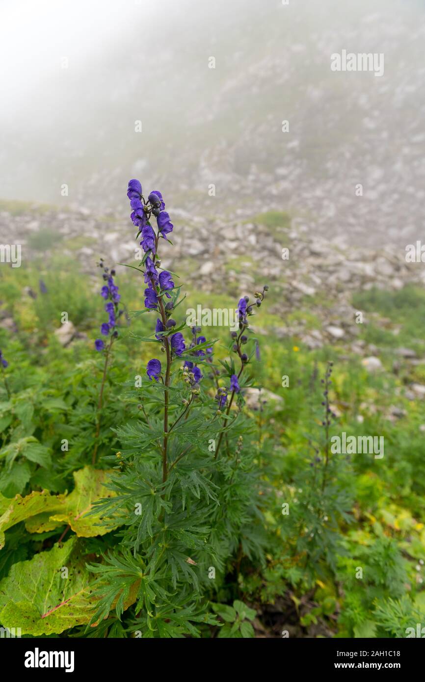 Alta dolphin fiori nelle alpi svizzere, in un prato. Foto Stock
