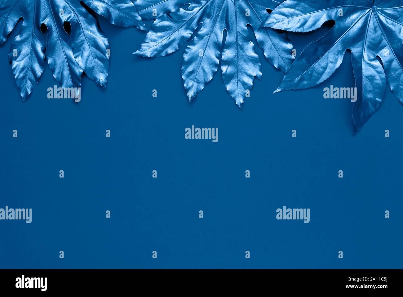 Colore blu foglie tropicali su sfondo blu. Estate minima nozione esotici con copia spazio. Colore dell'anno 2020 classico dai toni blu. Spazio di copia, t Foto Stock