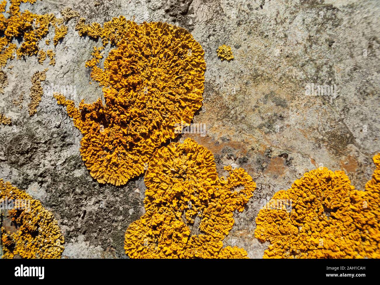 Il Lichen, Xanthoria parietina, REGNO UNITO Foto Stock