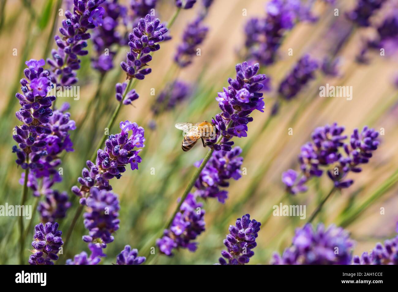 Soft focus sui fiori di lavanda, bellissimi fiori di lavanda. Sfondo di lavanda. Foto Stock