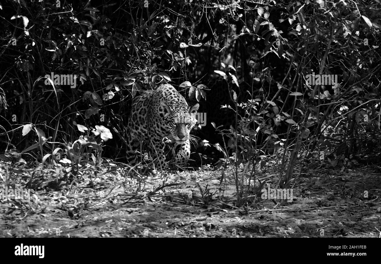 Jaguar emerge dalla giungla - Brasile Foto Stock
