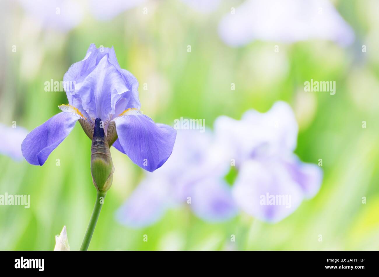 Iris Viola. Giardino bellissimo fiore close up su sfondo verde Foto Stock